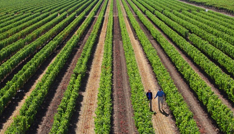 /img/offers/2576/Dominus card.jpg